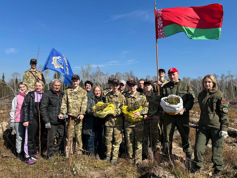 Новы лес будзе расці на месцы ветравалаў на Дубровеншчыне
