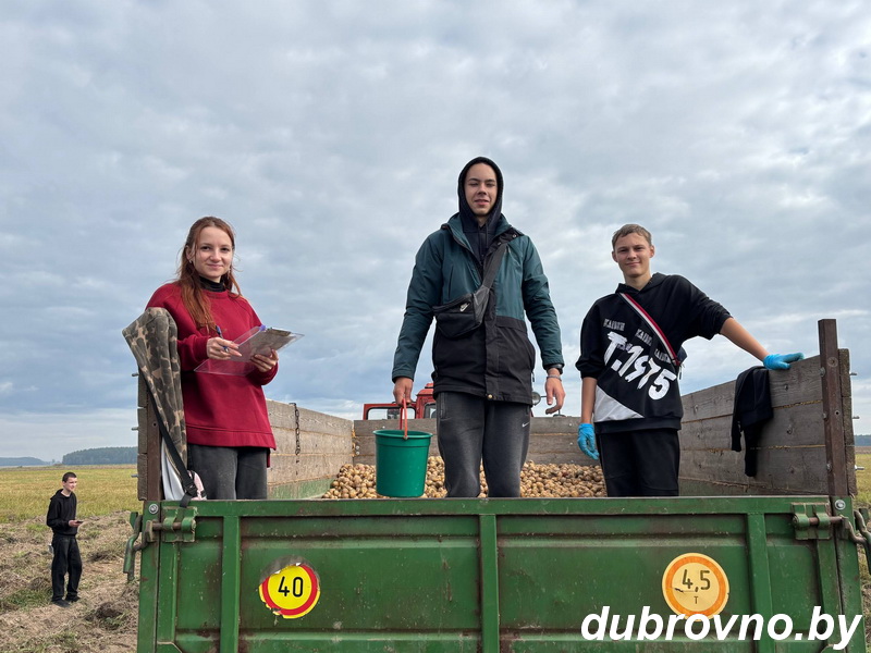 На полях Дубровенского колледжа ведется уборка картофеля